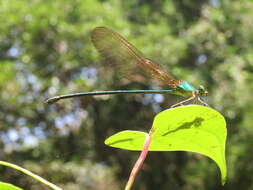 Image of Vestalis gracilis (Rambur 1842)