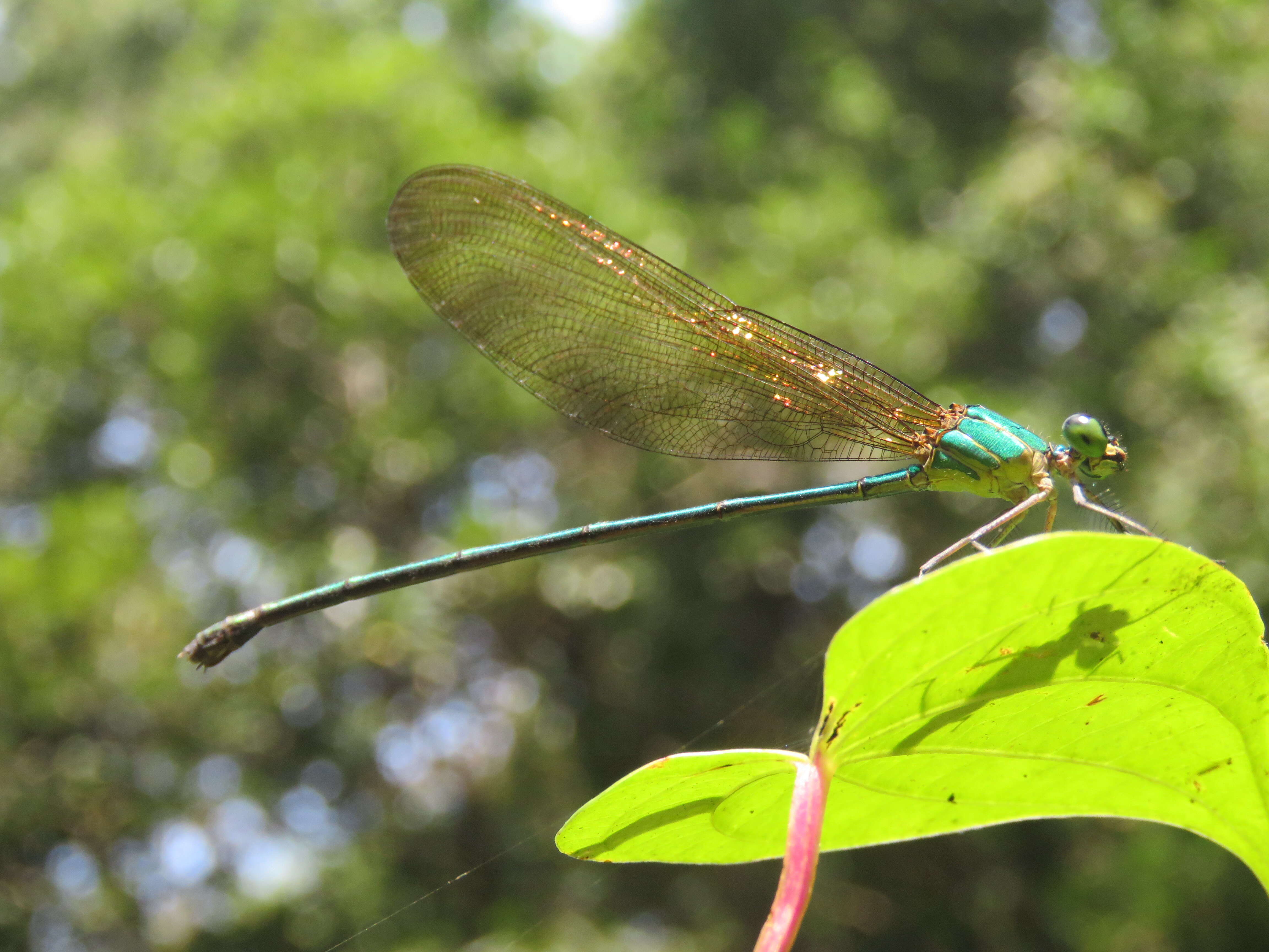 Image of Vestalis gracilis (Rambur 1842)