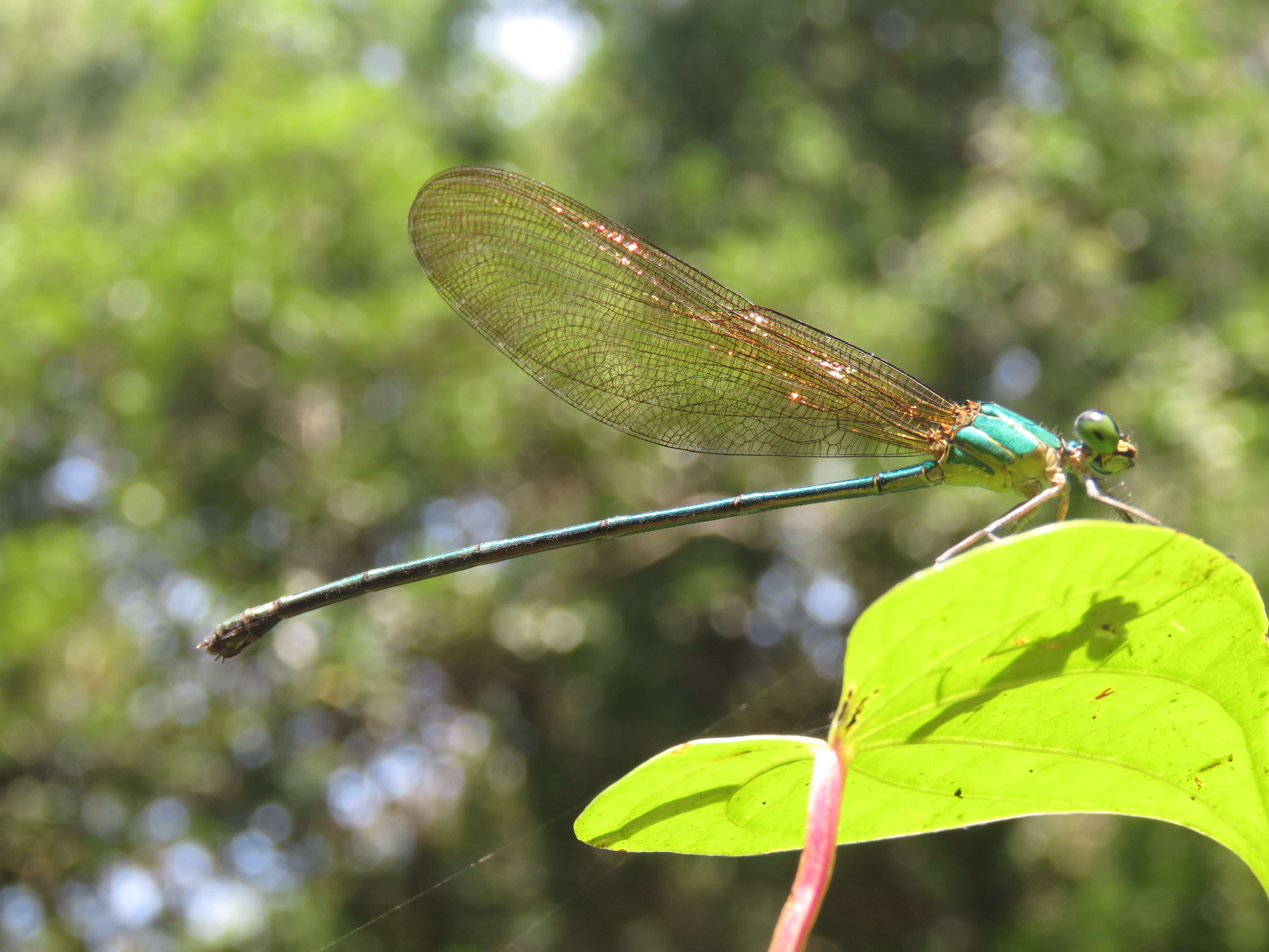 Image of Vestalis gracilis (Rambur 1842)