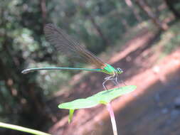 Image of Vestalis gracilis (Rambur 1842)