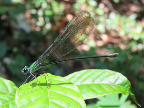 Image of Clear-winged forest glory