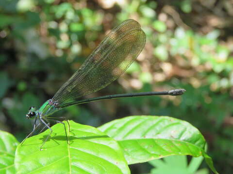Image of Clear-winged forest glory