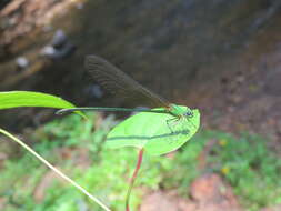 Image of Vestalis gracilis (Rambur 1842)