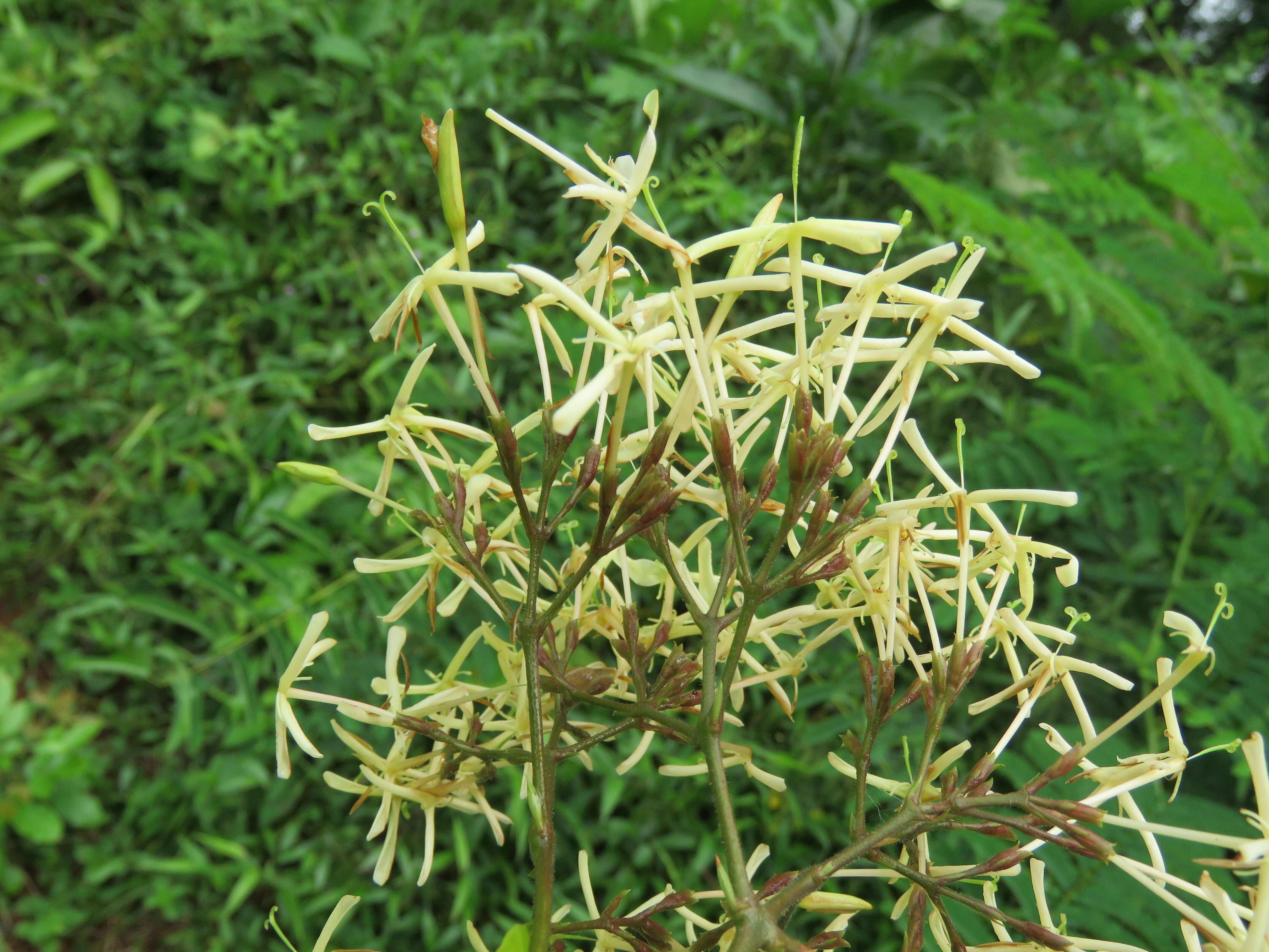 Image of Ixora malabarica (Dennst.) Mabb.