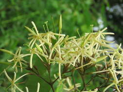 Image of Ixora malabarica (Dennst.) Mabb.