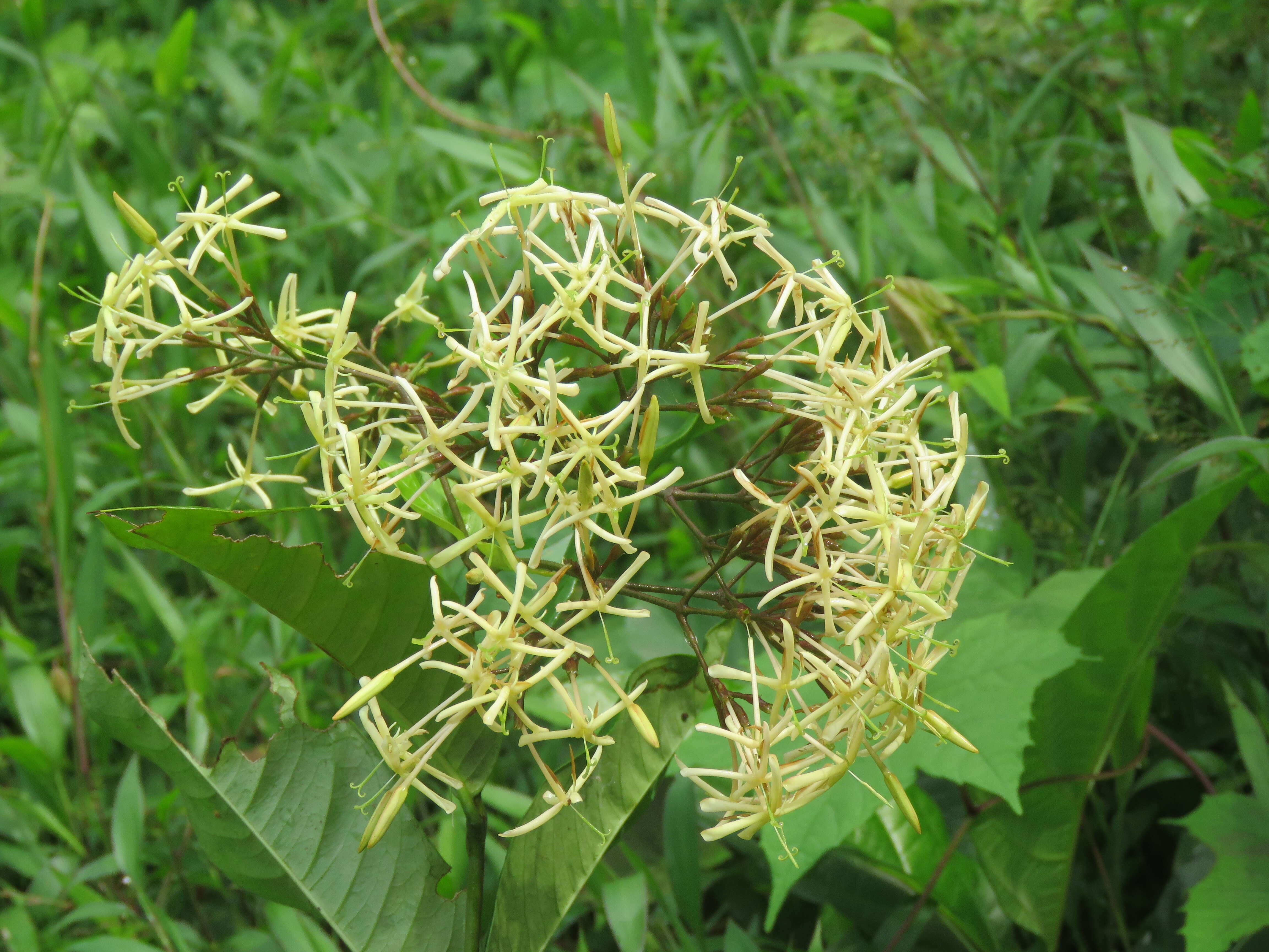 Image of Ixora malabarica (Dennst.) Mabb.