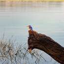 Image of Alcedo cristata