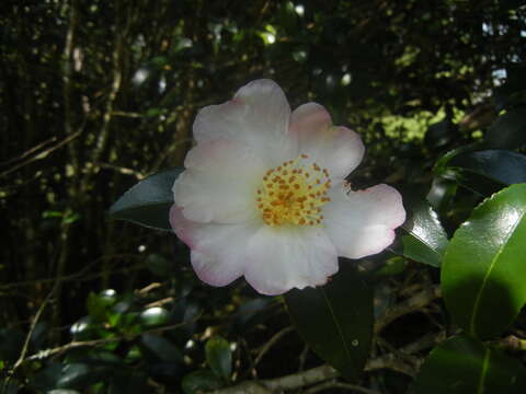 Image of Camellia sasanqua