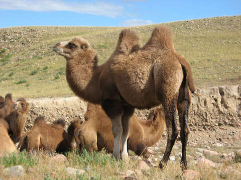 Image of Bactrian camel