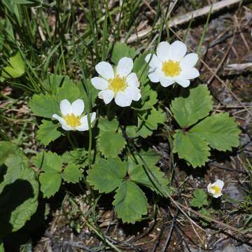 Image of Fragaria iinumae Makino