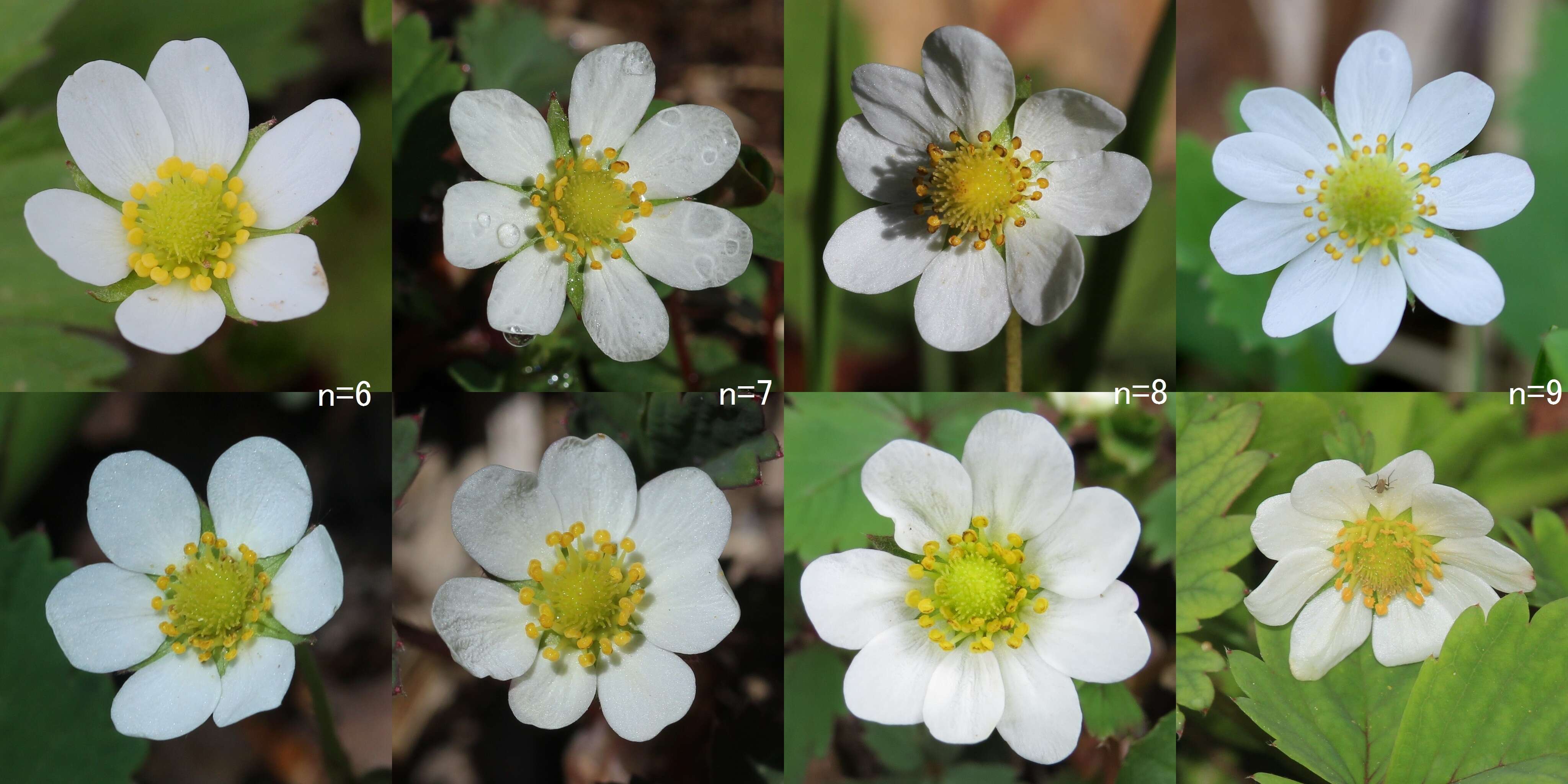 Image of Fragaria iinumae Makino