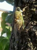 Image of Cicadas, Leafhoppers, and Treehoppers