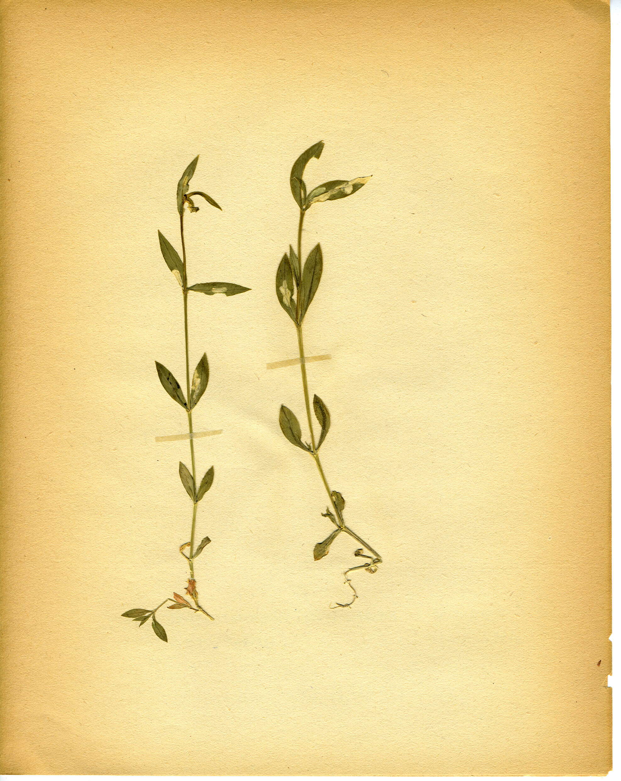 Image of common starwort