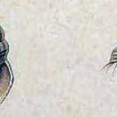 Image of Oenopota koreni (Friele 1886)