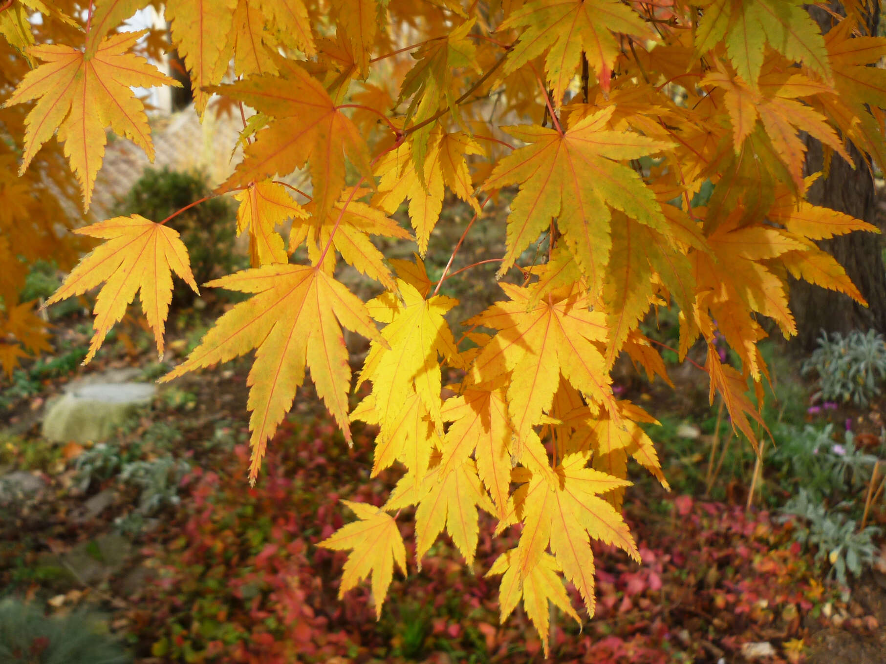 Image of Fullmoon Maple