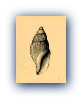 Image of Oenopota lutkeana