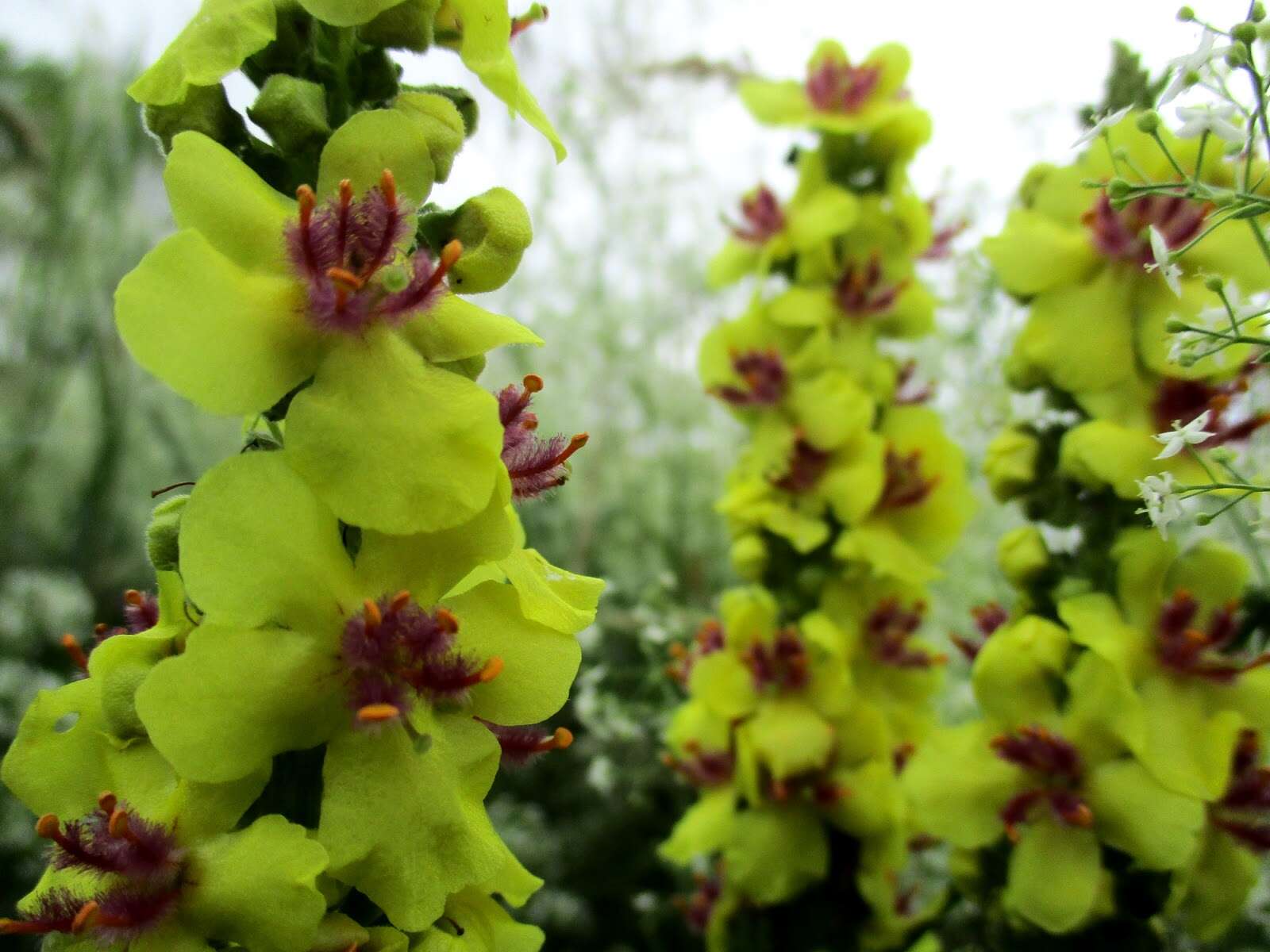 Verbascum nigrum L. resmi