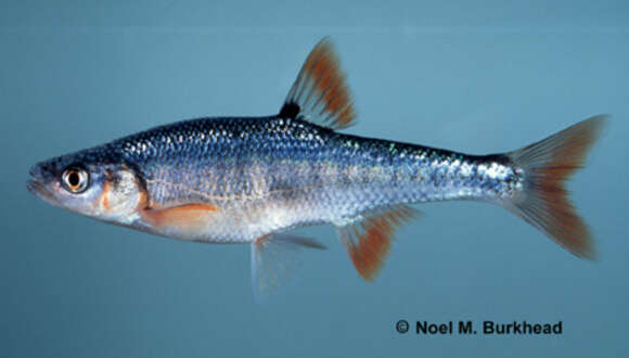 Image of Blueside Shiner