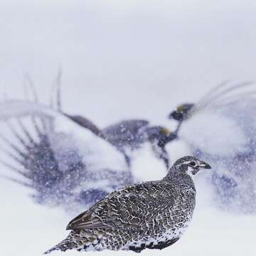 Image of Gunnison sage-grouse; greater sage-grouse