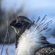 Image of Gunnison sage-grouse; greater sage-grouse