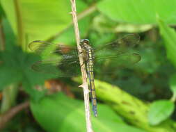 Image of Orthetrum luzonicum (Brauer 1868)