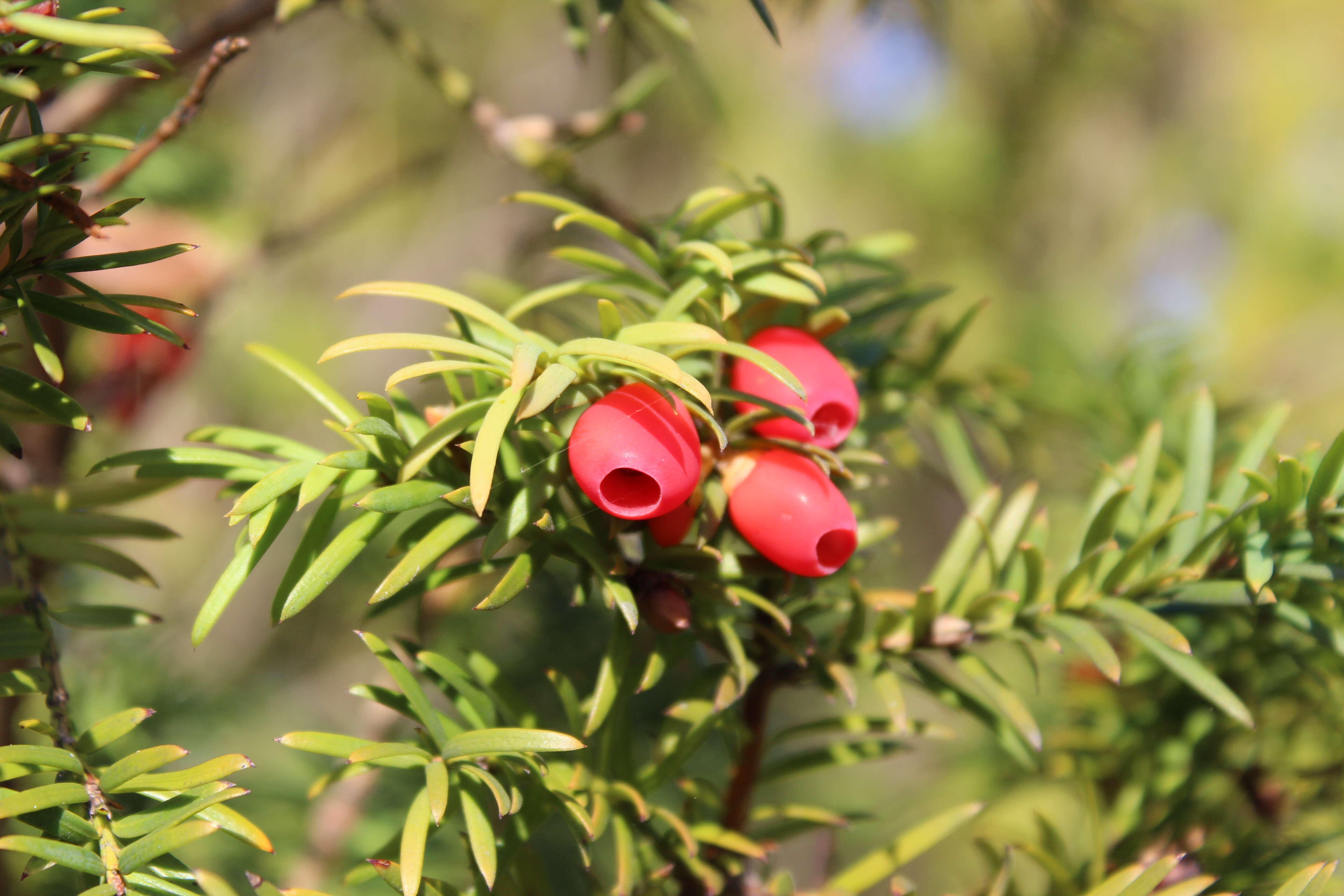 Image of English yew