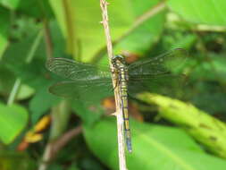 Image of Orthetrum luzonicum (Brauer 1868)