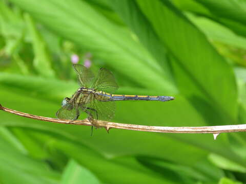 Image of Orthetrum luzonicum (Brauer 1868)