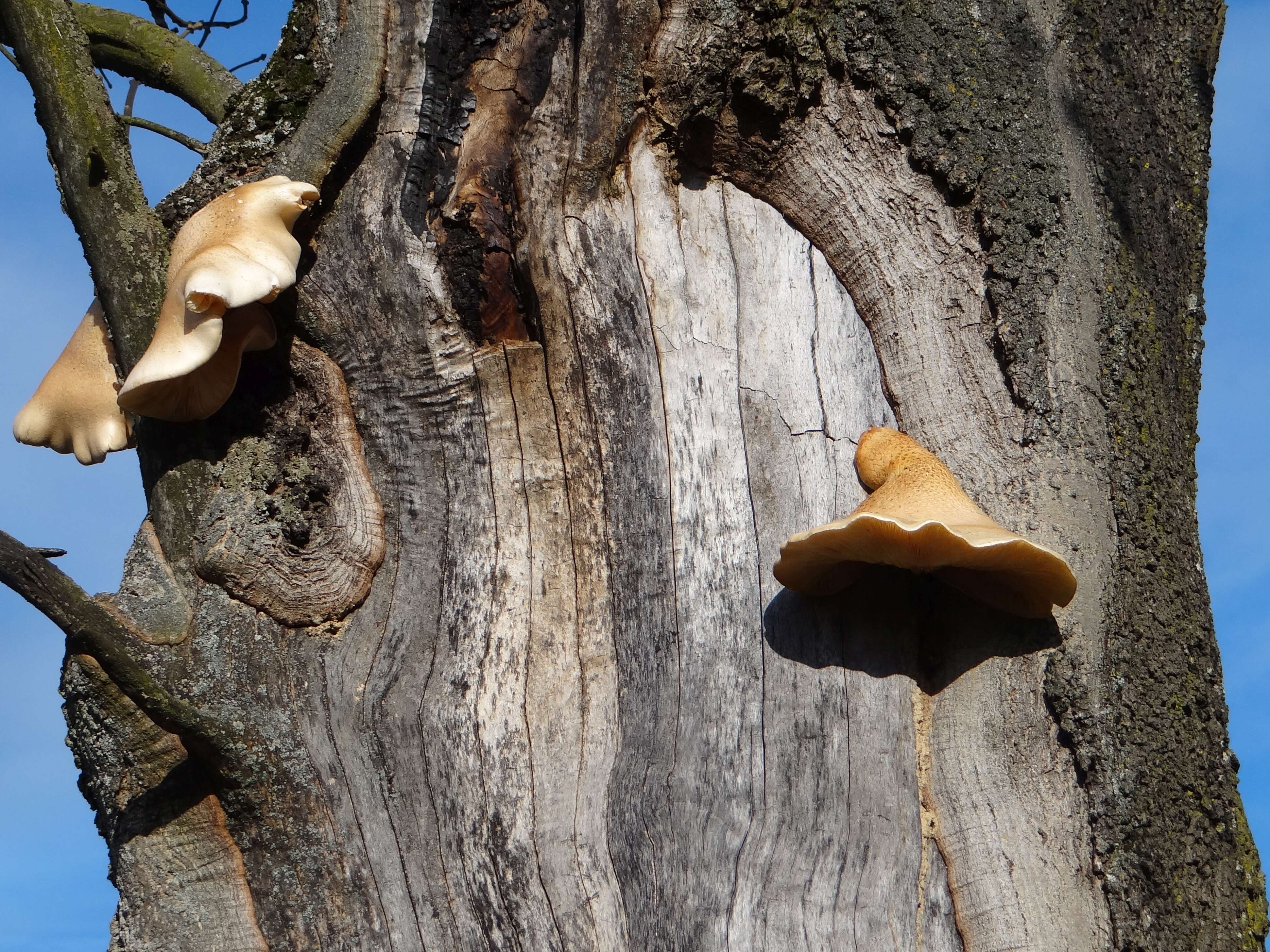 Image of Pleurotus dryinus (Pers.) P. Kumm. 1871