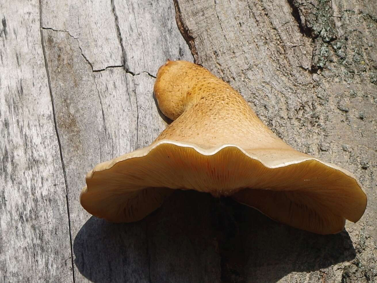 Image of Pleurotus dryinus (Pers.) P. Kumm. 1871