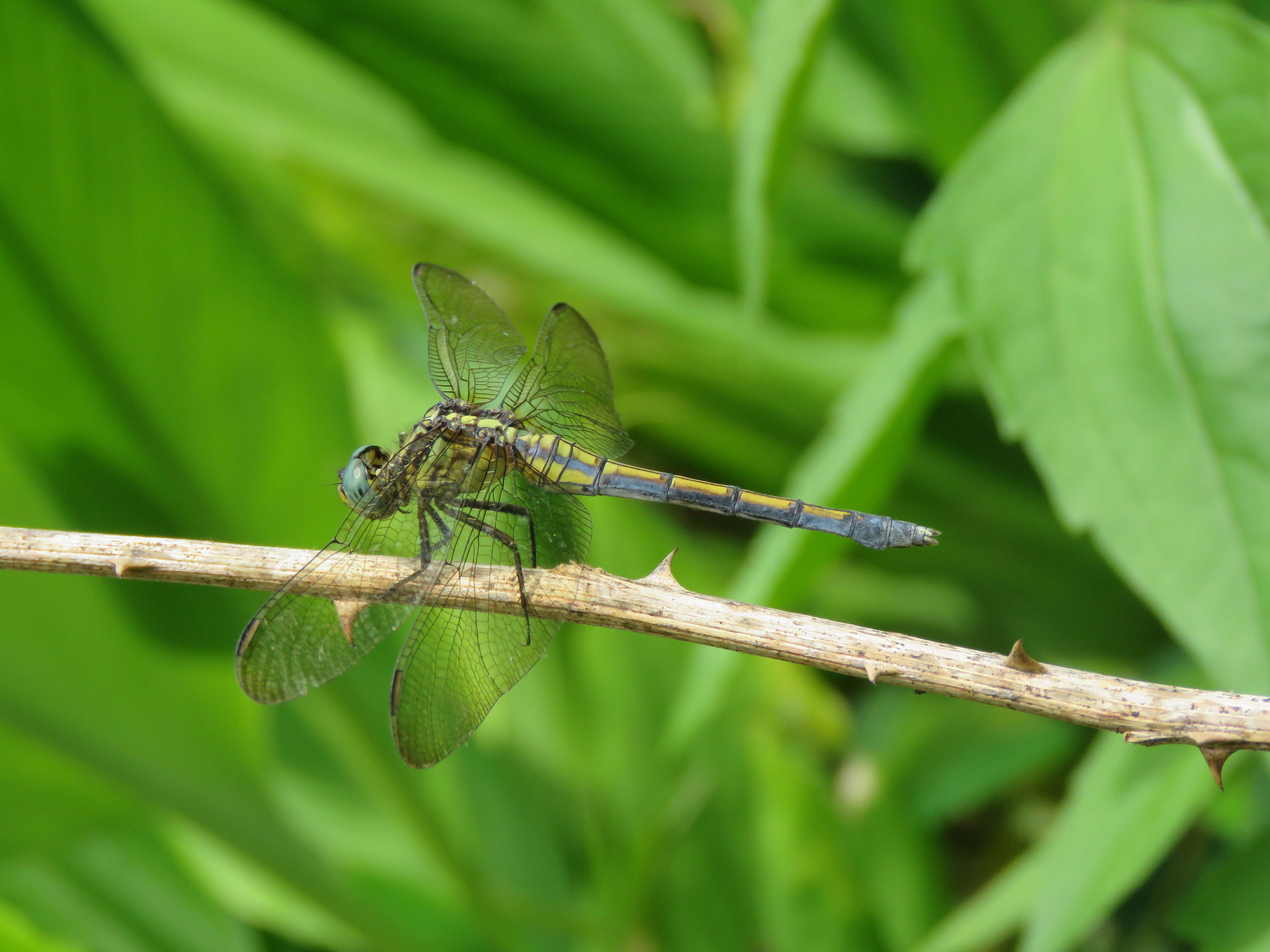 Image of Orthetrum luzonicum (Brauer 1868)