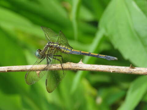 Image of Orthetrum luzonicum (Brauer 1868)