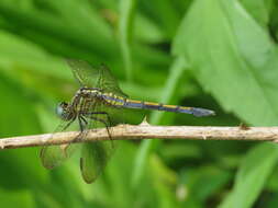 Image of Orthetrum luzonicum (Brauer 1868)