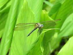 Image of Orthetrum luzonicum (Brauer 1868)