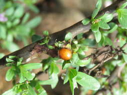 Image of Ehretia aquatica (Lour.) Gottschling & Hilger