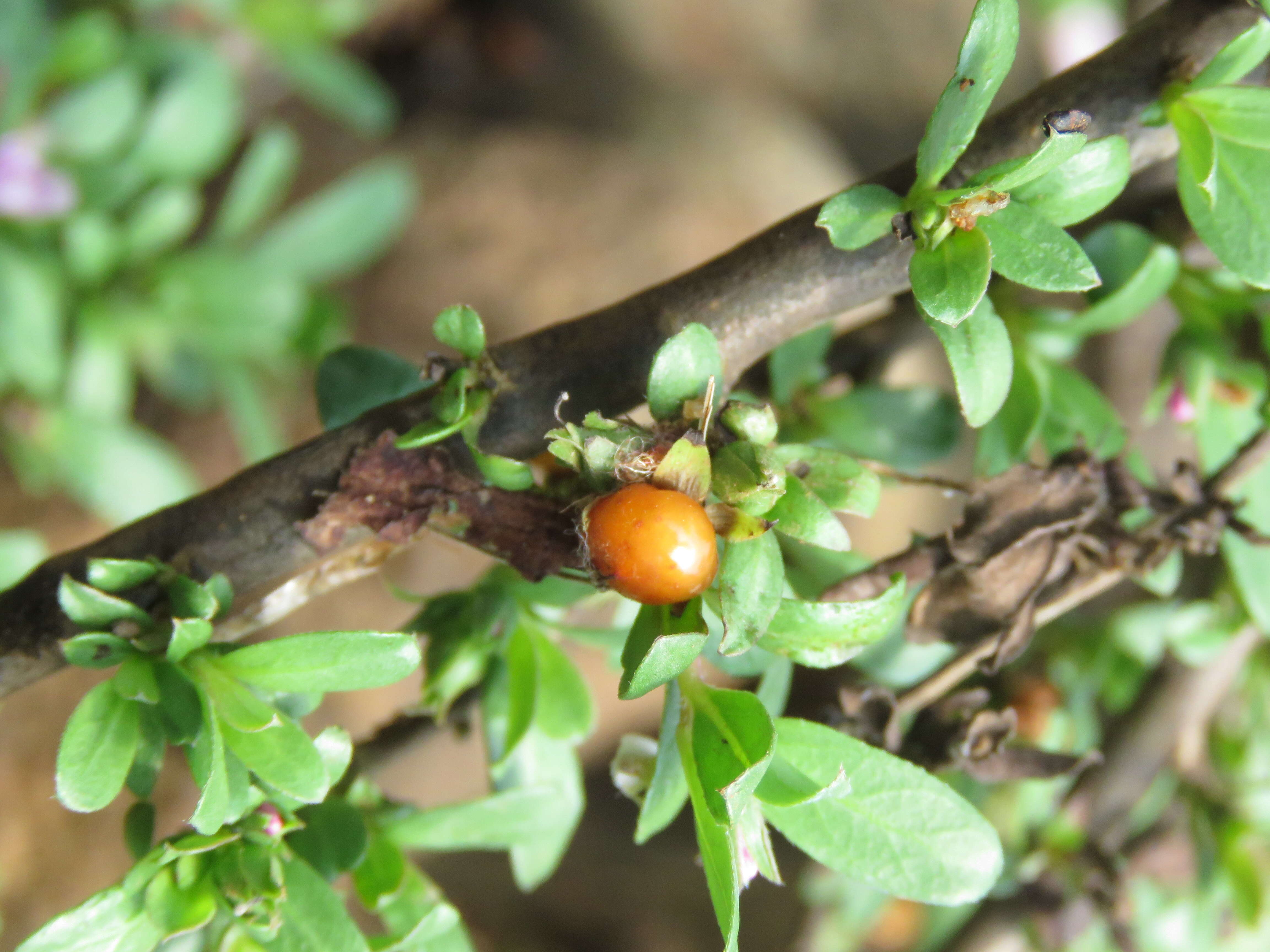 Image of Ehretia aquatica (Lour.) Gottschling & Hilger