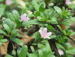 Image of Ehretia aquatica (Lour.) Gottschling & Hilger