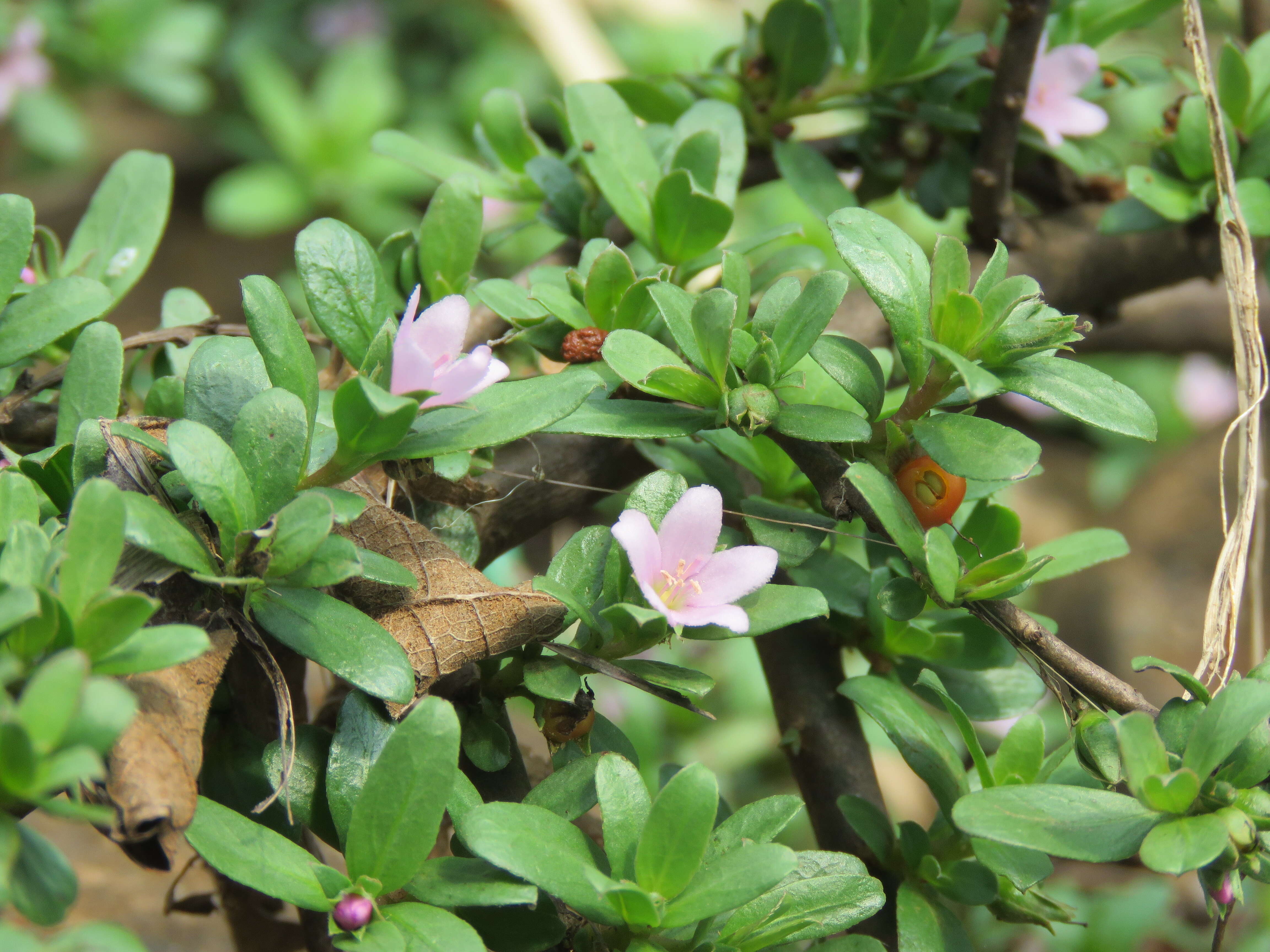 Image of Ehretia aquatica (Lour.) Gottschling & Hilger