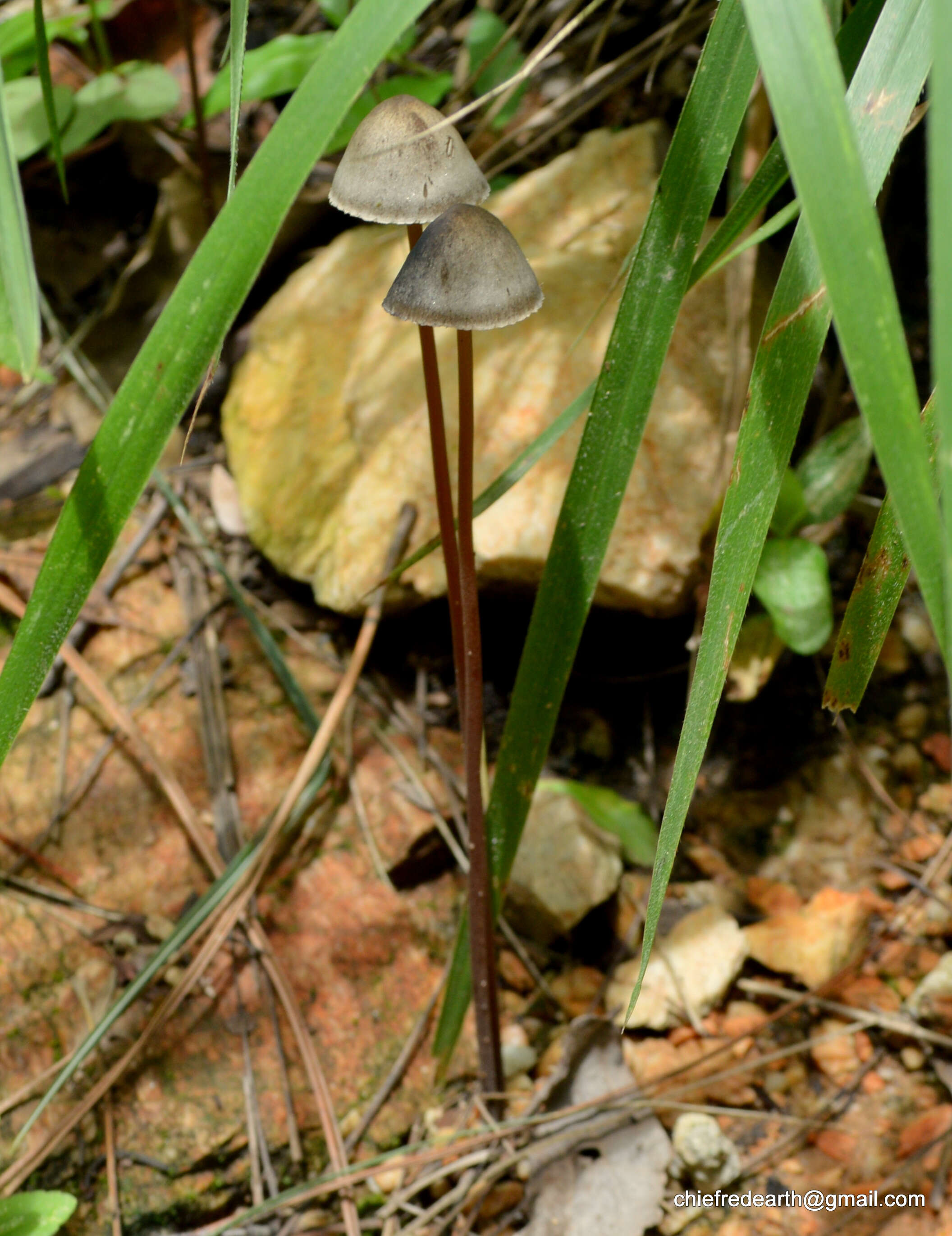 Image de Panaeolus papilionaceus (Bull.) Quél. 1872