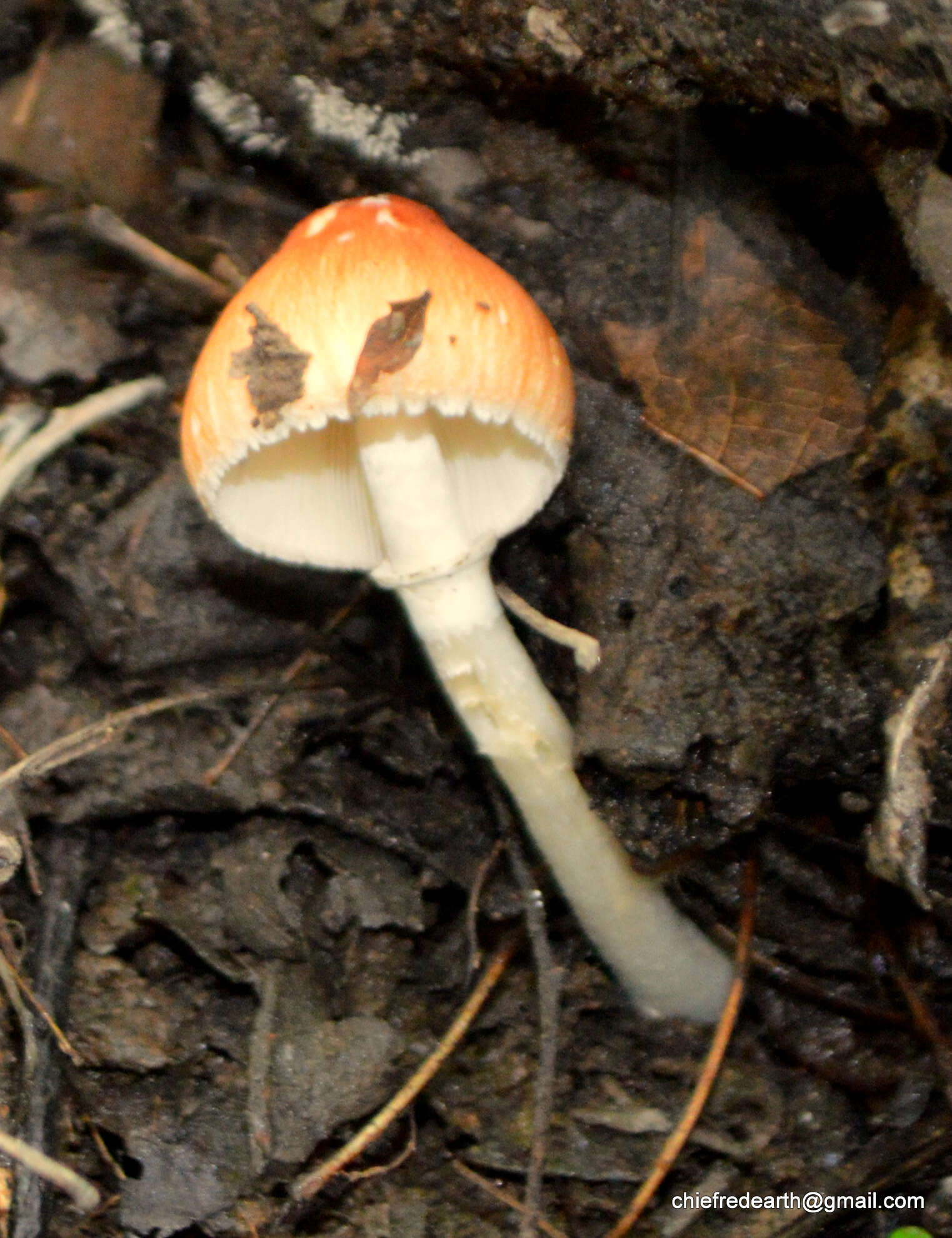 Leucoagaricus rubrotinctus (Peck) Singer 1948 resmi