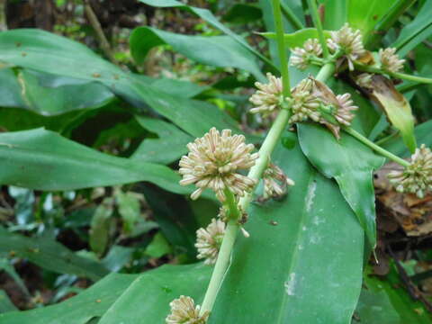 Image of fragrant dracaena