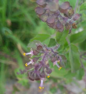 Image of holy basil