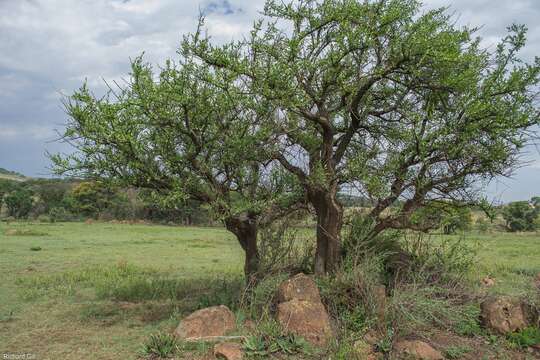 Image of Common Spike Thorn