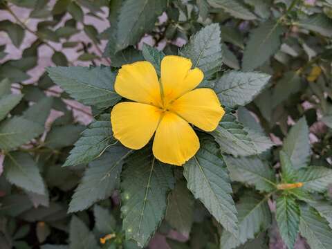 Imagem de Turnera ulmifolia L.