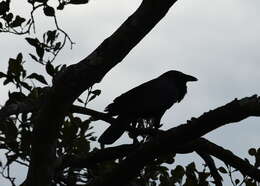 Image of Australian Raven