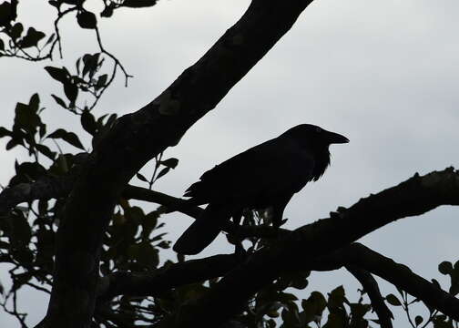 Imagem de Corvus coronoides Vigors & Horsfield 1827