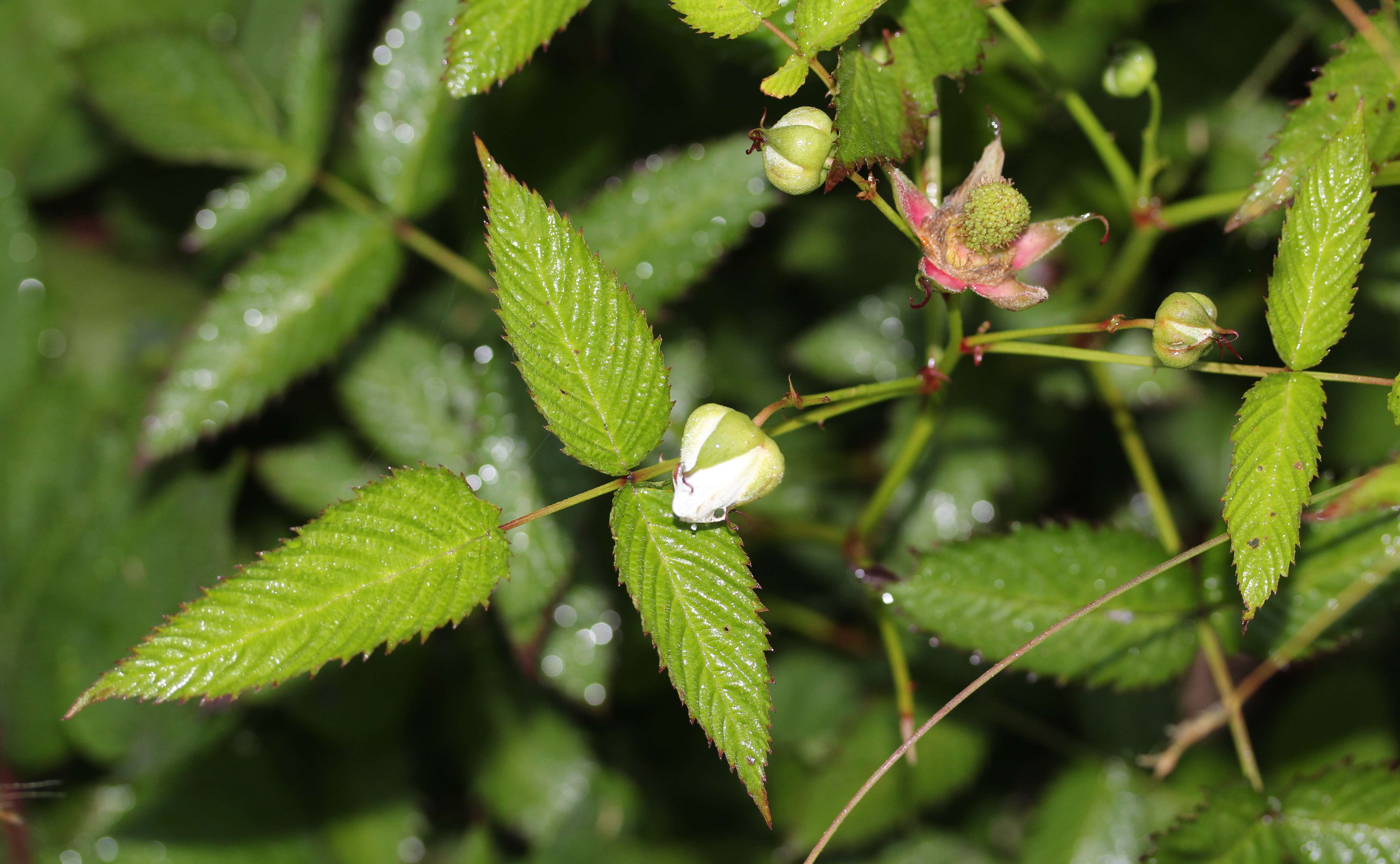 Image of strawberry raspberry