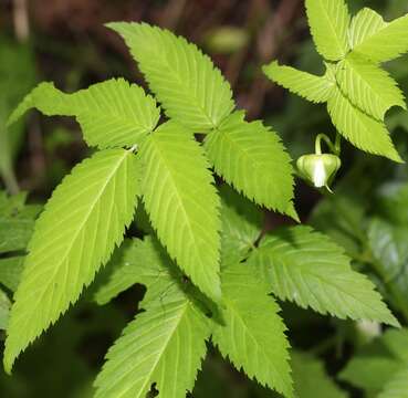 Image of strawberry raspberry