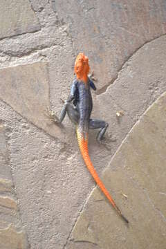 Image of Common agama