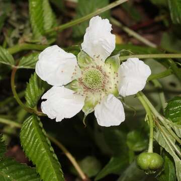 Image of strawberry raspberry